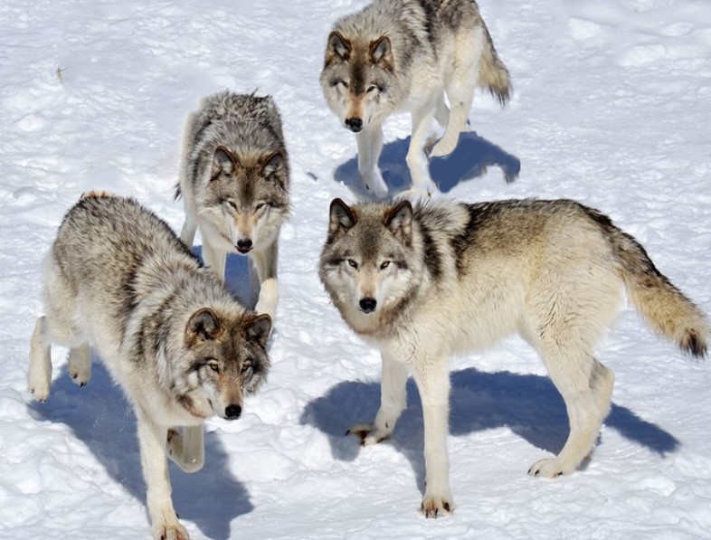 Les  loups